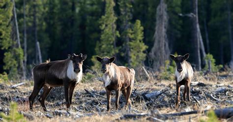 BC allows destruction of caribou habitat to the point of extinction ...