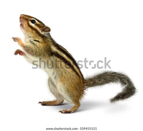 11,899 Chipmunk Isolated Royalty-Free Photos and Stock Images ...