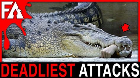 Deadliest Animal Attacks MARATHON! (Sharks, Bears, Crocodiles, Chimps) - YouTube