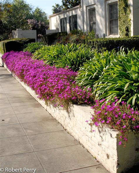 Purple ice plant - Waterwise Garden Planner