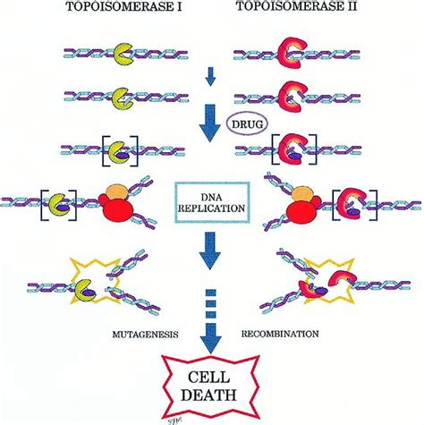 Topoisomerase: Types, Structure, Functions, Mechanism