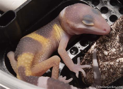 2018 Leopard Gecko Hatchling Update - OnlineGeckos.com Gecko Breeder