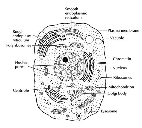 Describe the structure of cell.