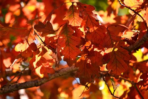 Red Fall Leaves | Free Photo - rawpixel