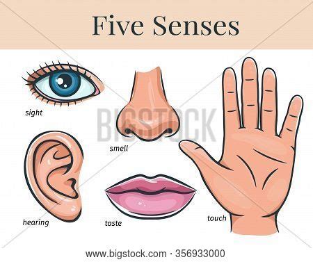 Five Human Senses, Vector & Photo (Free Trial) | Bigstock