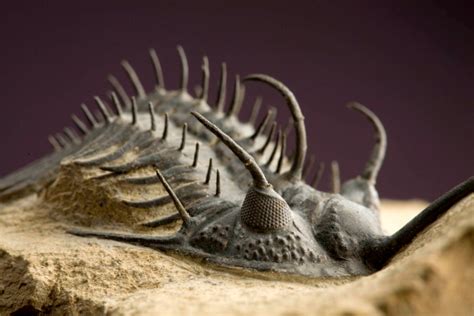 Amazing trilobyte fossils