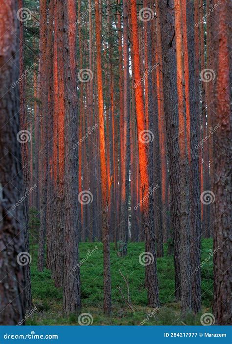 Pine forest at sunset stock image. Image of mysterious - 284217977