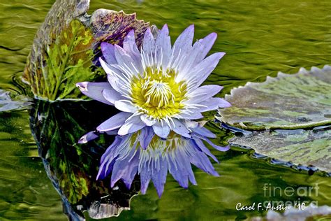 Purple Water Lily Pond Flower Wall Decor Photograph by Carol F Austin ...