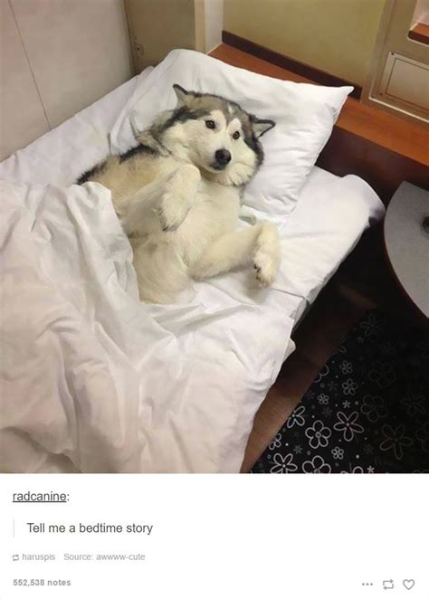 71 Of The Most Hilarious Posts About Huskies Ever | Bored Panda