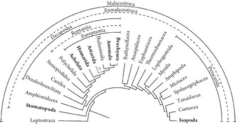 1. The phylogeny of the Malacostraca (based on Scholtz and Richter ...