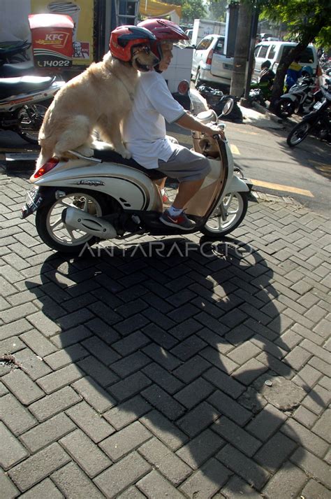 ANJING PINTAR | ANTARA Foto