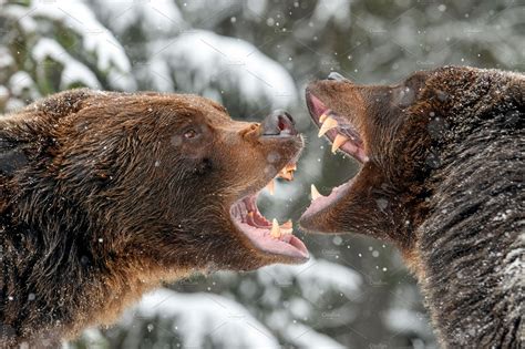 Close-up two angry brown bear fight in winter forest | Animal Stock ...