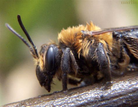 Digger Bee - Synhalonia sp. - North American Insects & Spiders