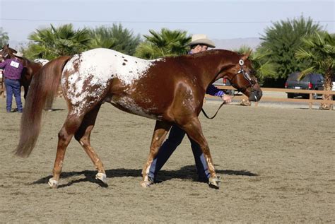 chestnut blanket Appaloosa by FineEquine on DeviantArt