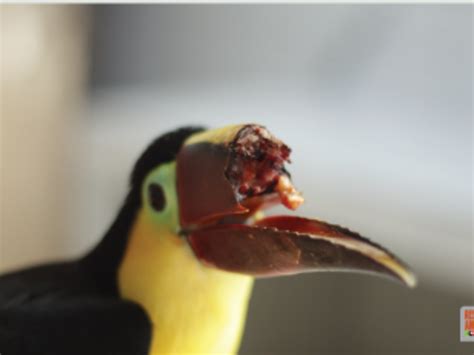 Fund a prosthesis for an injured toucan bird | Indiegogo