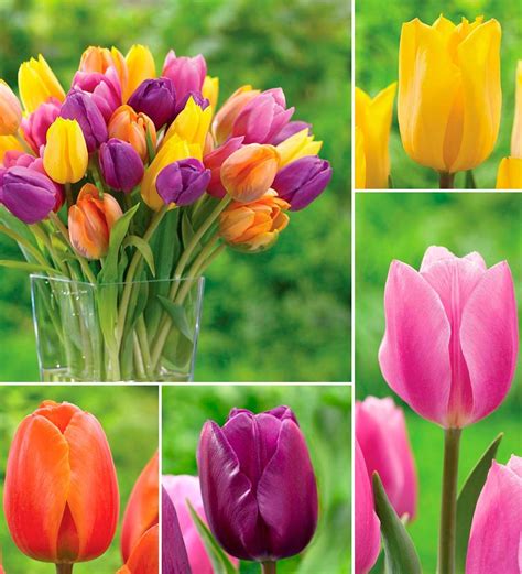 Bright Tulip Bulb Collection, 25 bulbs each of 4 varieties | Wind and ...