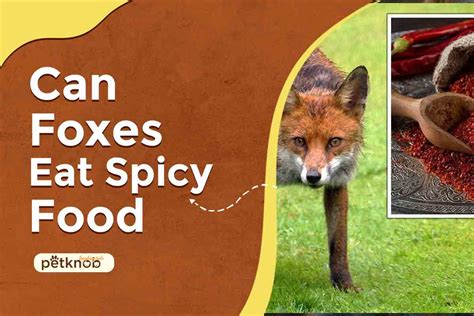 Can Foxes Eat Spicy Food? (Benefits & Risks) 2023