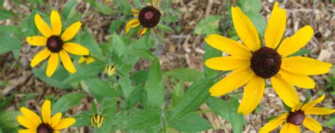 Native Plants for Southern Piedmont — Plant Virginia Natives