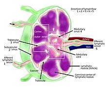 Lymphknoten - Lymph node - other.wiki