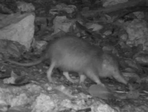 Hispaniolan Solenodon - Facts, Diet, Habitat & Pictures on Animalia.bio