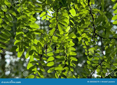 Green Leaves of a Black Lotus Tree Backlit by the Sun Stock Photo ...