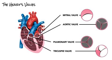 The Heart's Valves | SCAI - Seconds Count