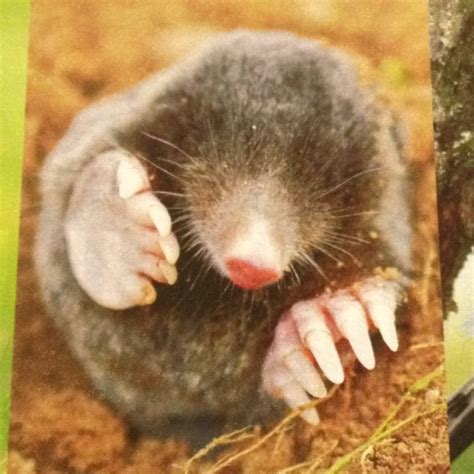 Cute little mole | Cute animals, Mammals, Animals wild