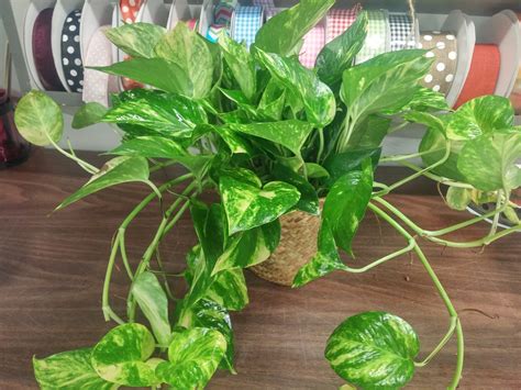 Pothos Plant in Maryville, MO | Maryville Florists