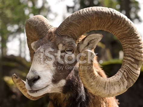 Mouflon (Ovis Musimon) Stock Photo | Royalty-Free | FreeImages