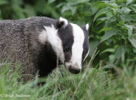 Brian's birding blog: British Wildlife Centre Badgers