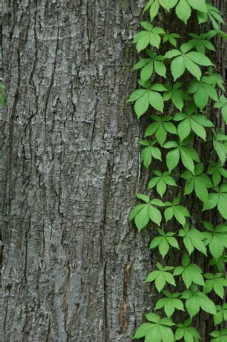 Maple tree and vine | Maple tree with Virginia Creeper, Part… | Flickr