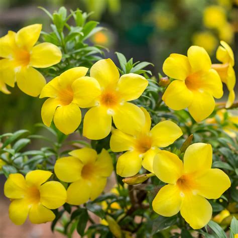 Allamanda Yellow Creeper Plant - Santhi Online Plants Nursery