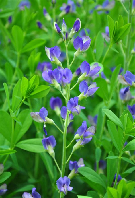 Blue False Indigo | Direct Native Plants