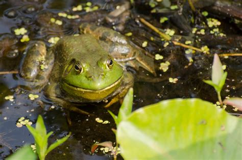 Urban Wildlife Guide: Great Swamp National Wildlife Refuge