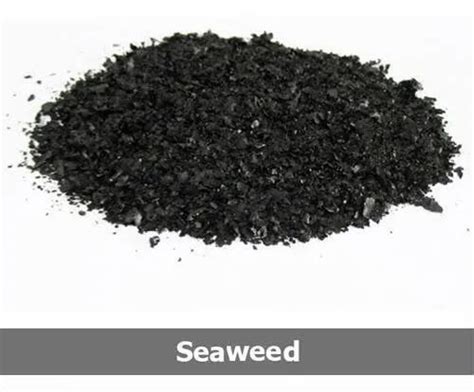 Seaweed Fertilizer at Rs 220/kg | Seaweed Powder in Ahmedabad | ID: 21152057273