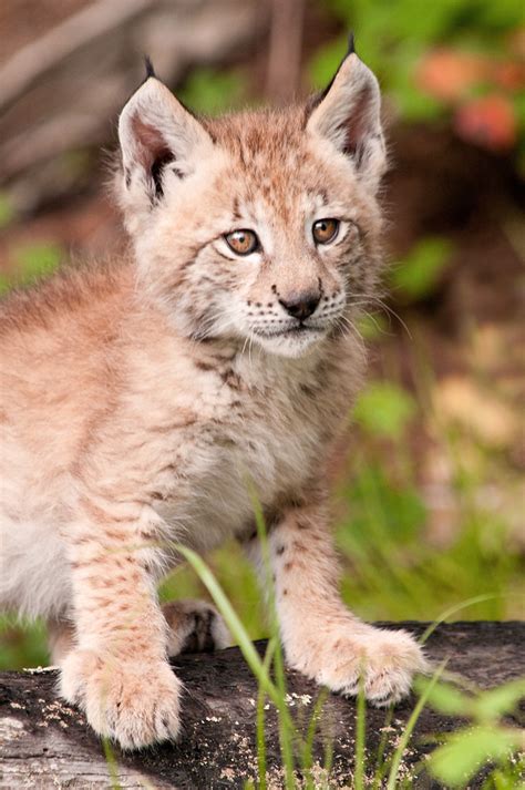 Baby Lynx 3-0 F LR 7-6-10 J257 | Don Johnson | Flickr