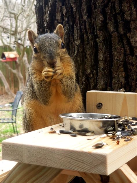 Handmade Squirrel Picnic Table Squirrel Feeder Picnic Table | Etsy