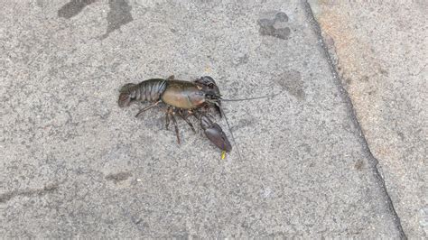 Lobster Spotted Walking Casually Down London Street - MUNCHIES