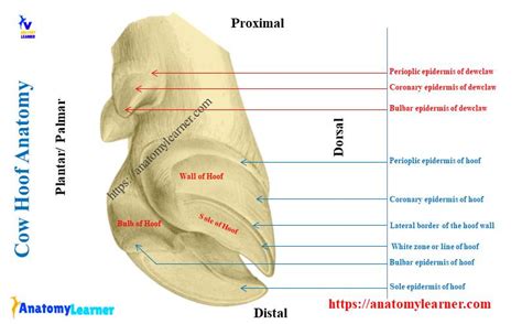 Cow Hoof Anatomy - Corium, Wall, Sole, and Bulb » AnatomyLearner >> The Place to Learn ...