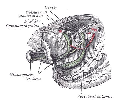 Wolffian duct - wikidoc