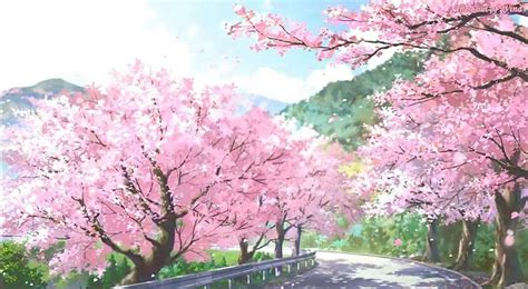 Cherry Blossom Anime - Novocom.top, Cherry Blossom Landscape HD ...