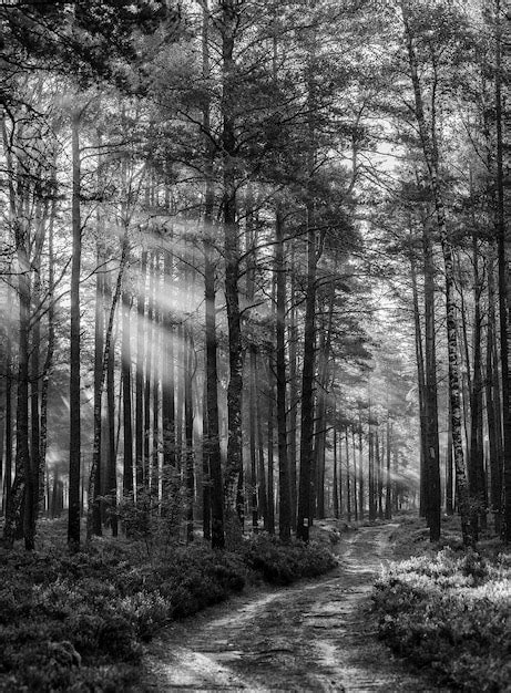 Premium Photo | Black and white forest landscape