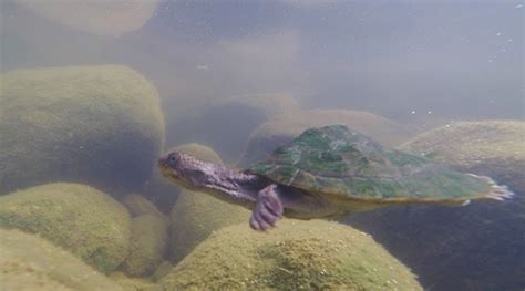 Australian fitzroy river turtle - Kinds of animals