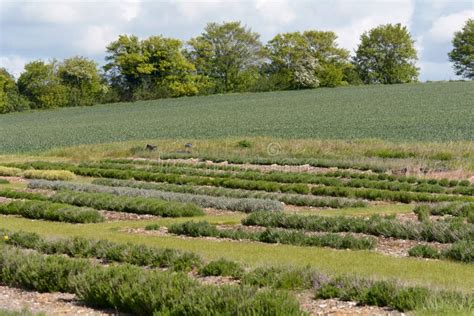 Lavender Plants Growing in Rows on Farm Stock Photo - Image of farm, grow: 56610680