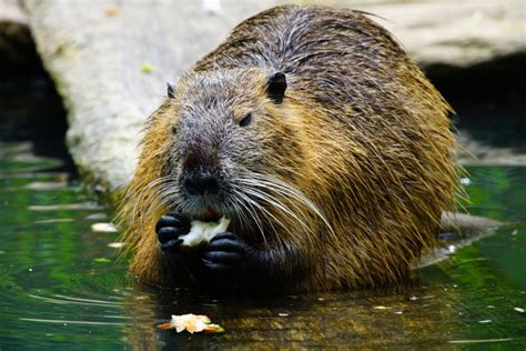 The Common or True Beaver (Castor canadensis) - Robin Barefield