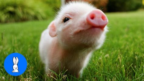 Cute Teacup Piglets