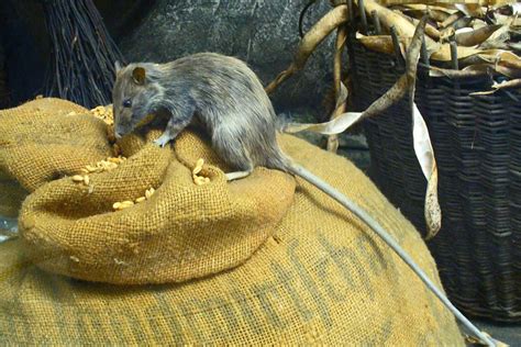 Rattus Rattus - Learn About Nature