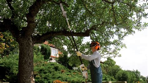 Why Tree Maintenance Is Important - Minnesota Equipment