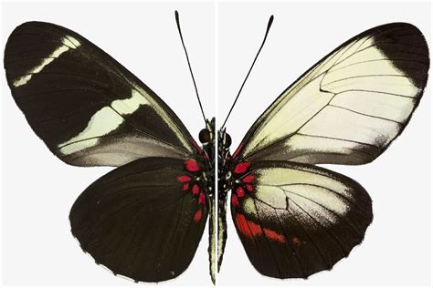 Secrets of butterfly wing patterns revealed by gene hacking | New Scientist