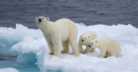 La disparition totale des ours polaires serait inévitable (et pour bientôt) - Cosmopolitan.fr